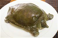 Các món từ thịt ba ba