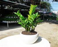 Các loại cây phong thủy để bàn trong nhà được nhiều người ưa chuộng