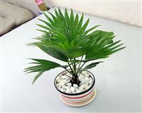 Cây cọ để bàn làm việc - Cây cọ trong phong thủy có ý nghĩa gì?    