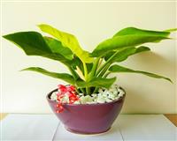 Chọn cây phong thuỷ để bàn phù hợp nghề nghiệp