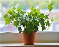 Những loại cây xanh nên đặt trong nhà, phòng ngủ