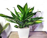 Tổng hợp các loại cây phong thủy trồng trong nhà giúp sớm thoát nghèo 