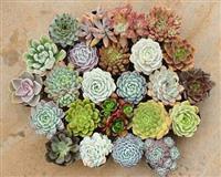 Top những loại cây xanh trong nhà không cần ánh sáng 