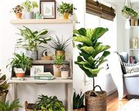 Vị trí đặt cây phong thủy để bàn giúp đem tài lộc cho gia chủ 