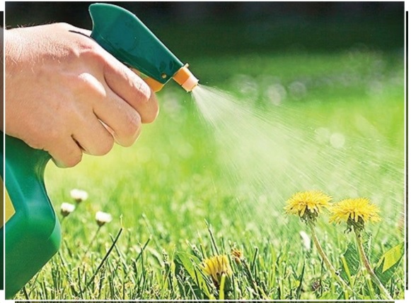 Phương pháp sử dụng phân bón lá