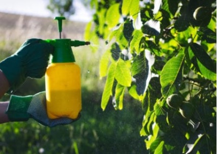 Phương pháp sử dụng phân bón lá