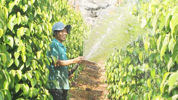 Tác dụng của phân bón lá