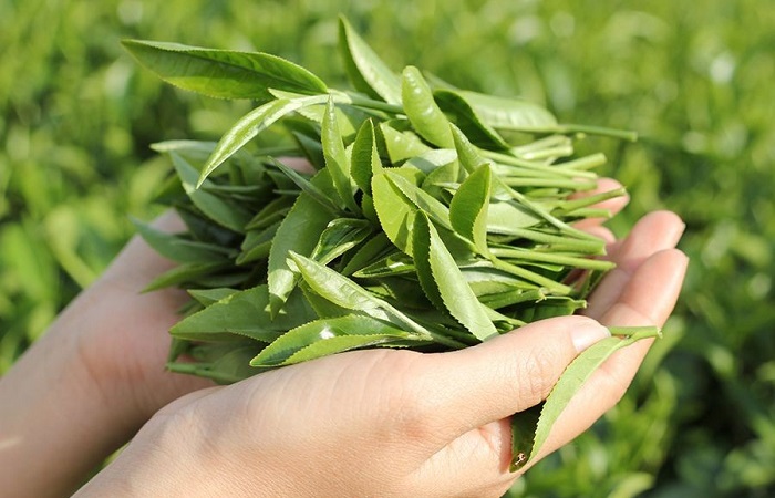 Bài thuốc thảo dược giúp làm hồng cô bé