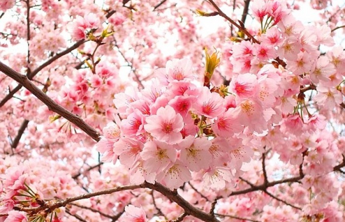 Bài thuốc thảo dược giúp làm hồng cô bé