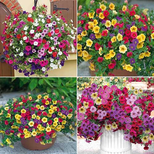 các loại hoa dễ trồng nở quanh năm