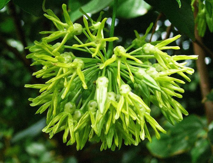 các loại hoa dễ trồng nở quanh năm