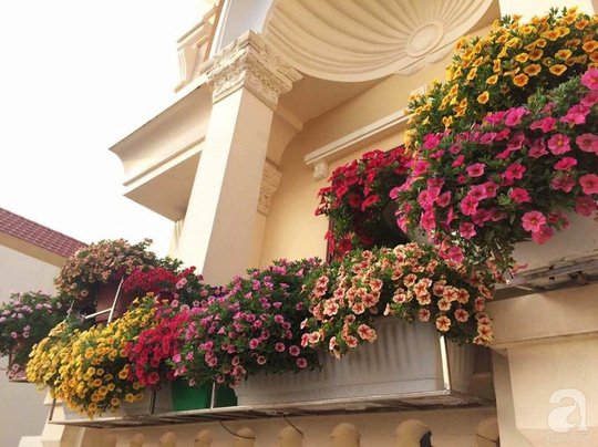 các loại hoa dễ trồng nở quanh năm