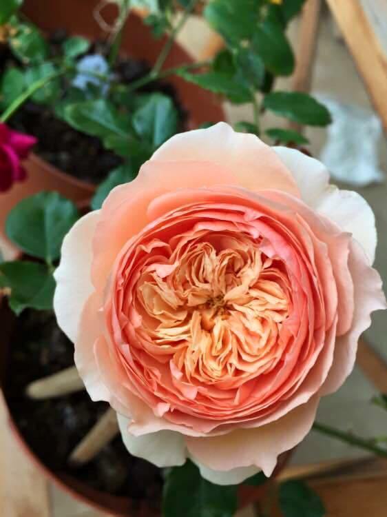 các loại hoa hồng đẹp nhất