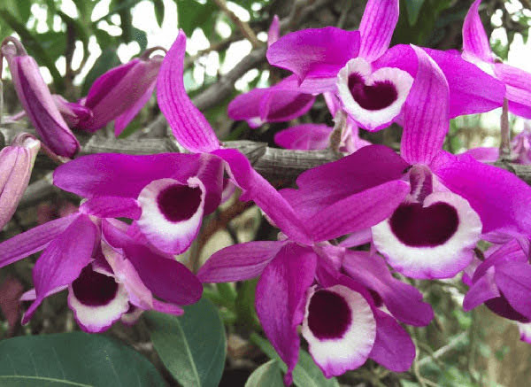 các loại hoa lan quý