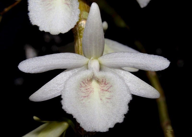 các loại lan rừng nên trồng