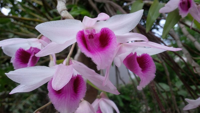 các loại lan rừng nên trồng