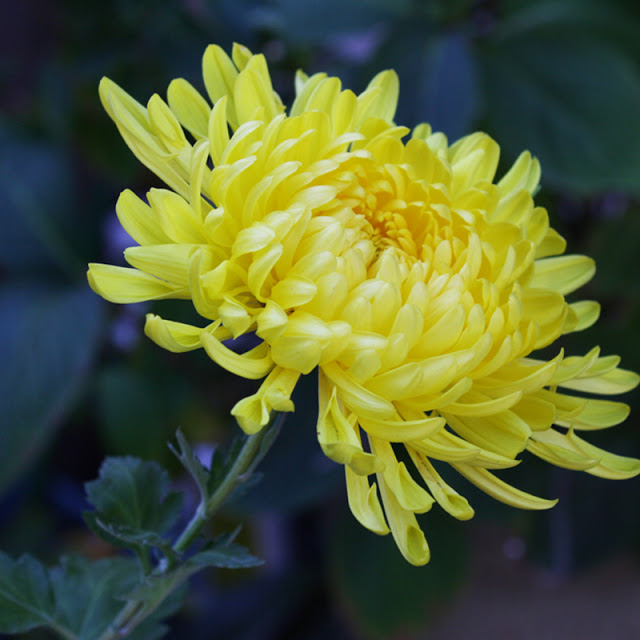 Cúng xe nên cúng hoa gì?