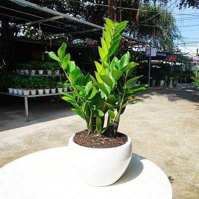 Các loại cây phong thủy để bàn trong nhà được nhiều người ưa chuộng