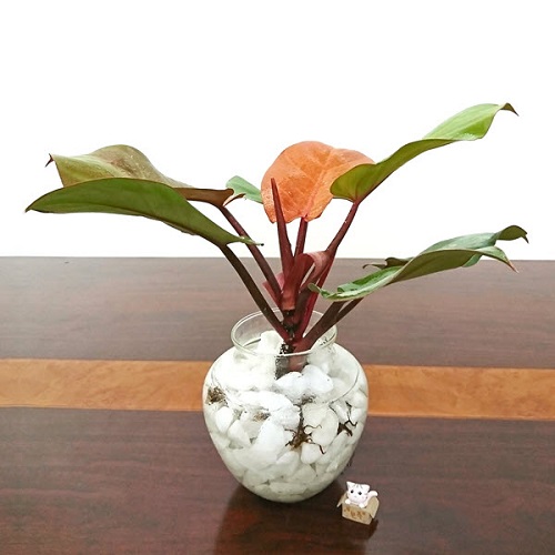 Các loại cây phong thủy để bàn trong nhà được nhiều người ưa chuộng