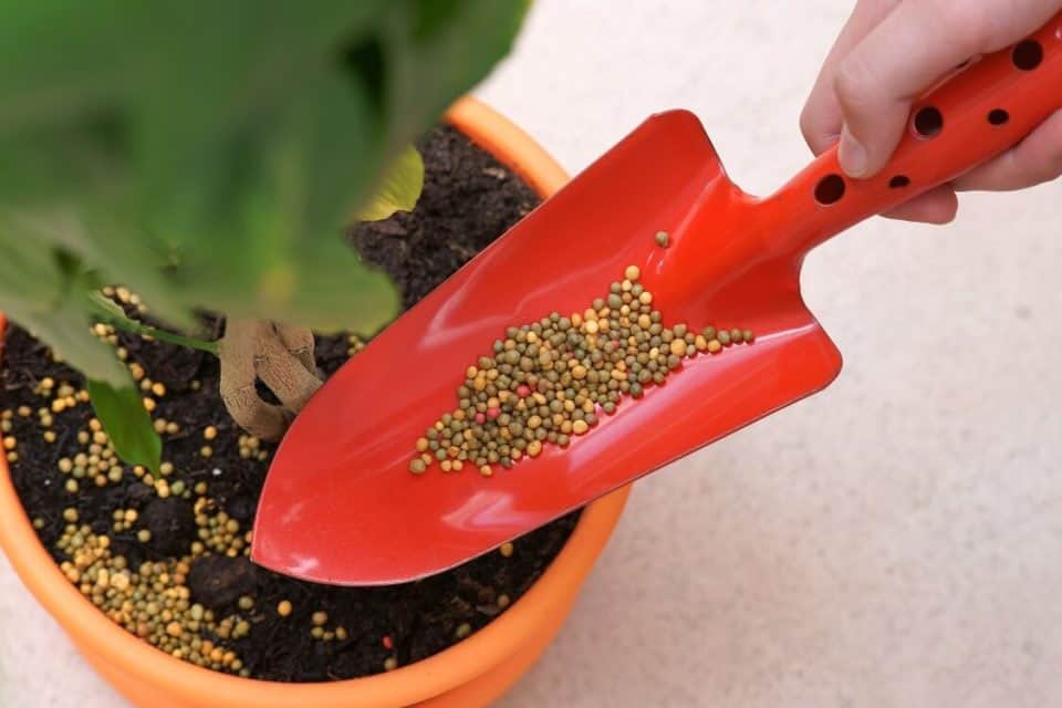 1. Các loại phân bón phù hợp cho cây xanh trong nhà của bạn