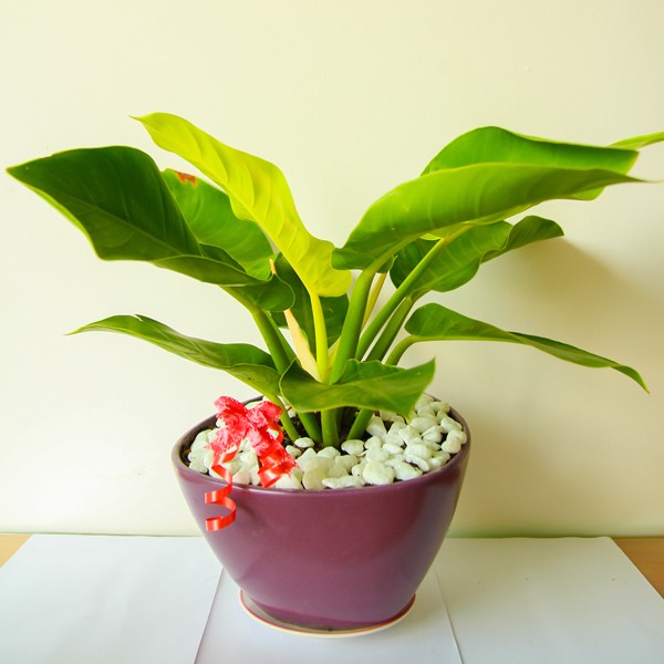 Chọn cây phong thuỷ để bàn phù hợp nghề nghiệp