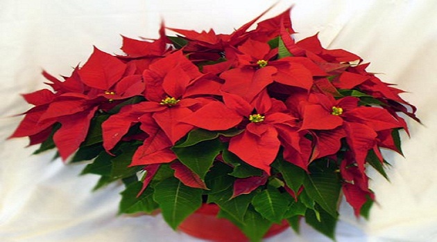 Chọn cây phong thuỷ để bàn phù hợp nghề nghiệp