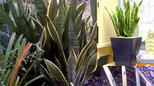 Công dụng của các loại cây phong thủy để bàn trong nhà