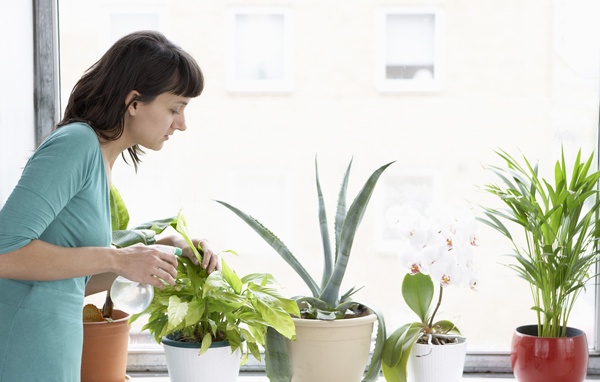 Lợi ích của việc trồng cây xanh trong nhà 