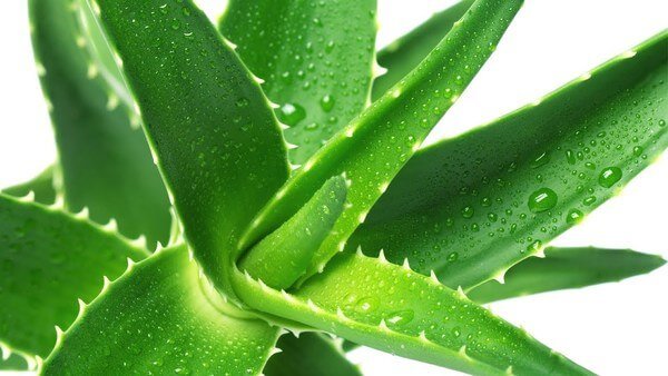 Những loại cây xanh nên đặt trong nhà, phòng ngủ