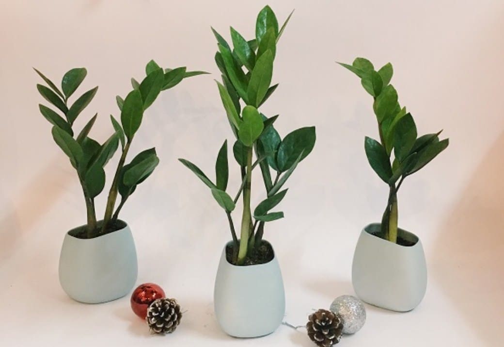 Top những loại cây xanh trong nhà không cần ánh sáng