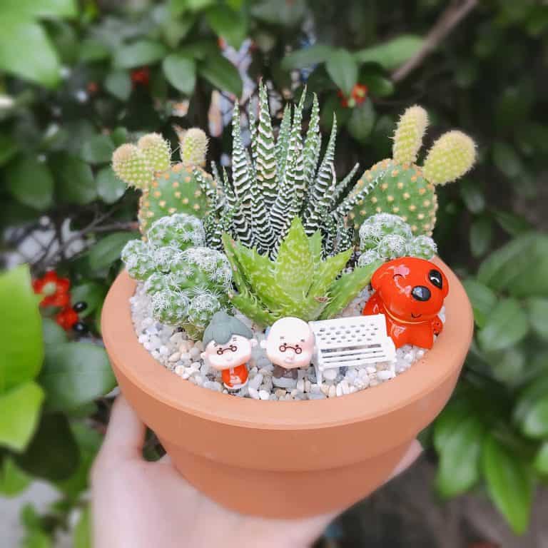 tiểu cảnh mini để bàn