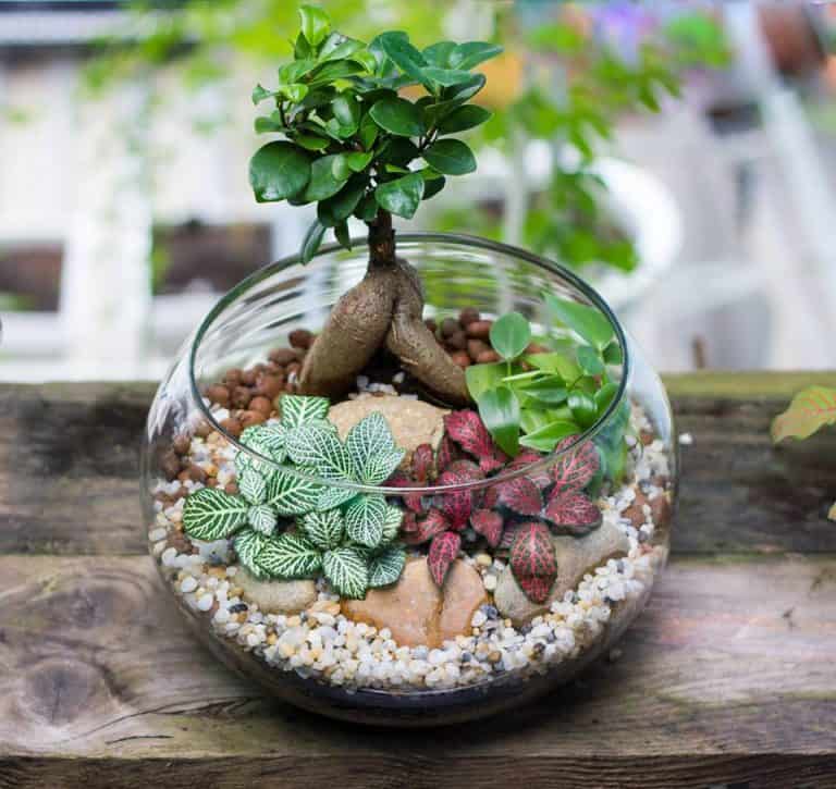 tiểu cảnh mini để bàn