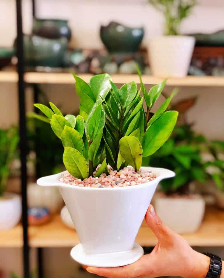 tiểu cảnh mini để bàn