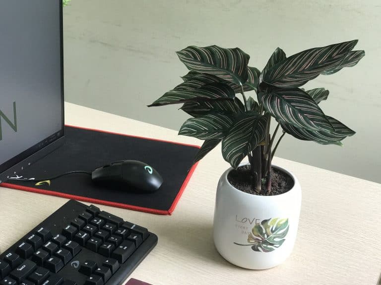 tiểu cảnh mini để bàn